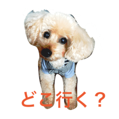 [LINEスタンプ] わんことわんこ