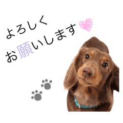 [LINEスタンプ] ペット♡7ワン