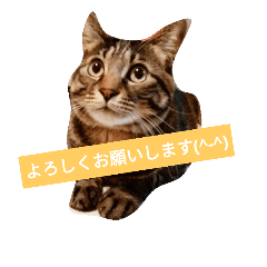 [LINEスタンプ] 猫 よろしくね 色々。