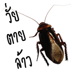 [LINEスタンプ] Cockroach 2