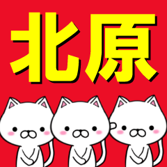 [LINEスタンプ] 超★北原(きたはら・きたばら)なネコの画像（メイン）