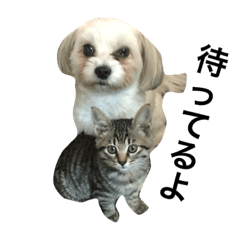 [LINEスタンプ] ぽー＆ぺろ 犬猫兄妹