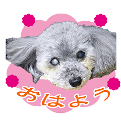 [LINEスタンプ] シルバートイプードルのみるくちゃん♡