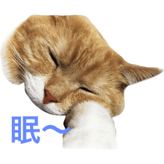 [LINEスタンプ] ちゅくたん(猫)