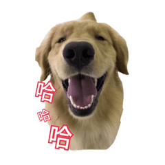 [LINEスタンプ] Golden Retriever Maji