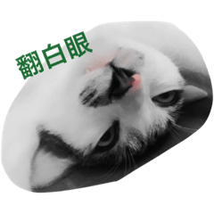 [LINEスタンプ] Cat RRRRRRRRRR