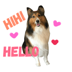 [LINEスタンプ] Sheltie dog