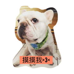 [LINEスタンプ] French Bulldogs daily