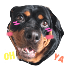 [LINEスタンプ] Rottweiler Chocolate