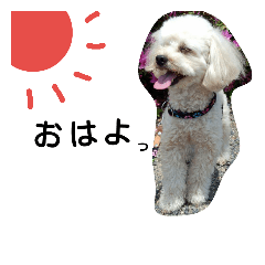 [LINEスタンプ] cocochan@1