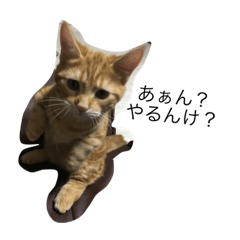 [LINEスタンプ] 猫人間しゅんくん 3