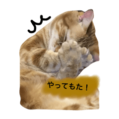 [LINEスタンプ] 猫 実写スタンプ(アメリカンショートヘア)