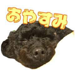 [LINEスタンプ] The dog is Karin2