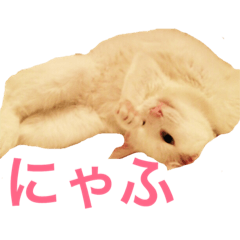 [LINEスタンプ] しろにゃんこスタンプ