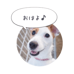 [LINEスタンプ] ジャックラッセル日和