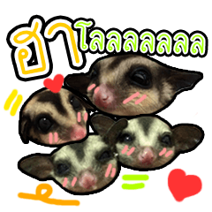 [LINEスタンプ] baby sugarglider