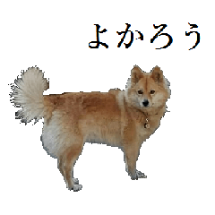 [LINEスタンプ] 雑種犬 毛毛のスタンプ