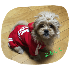 [LINEスタンプ] 激かわミックス犬