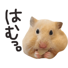 [LINEスタンプ] キンクマハムスターのチャイさん 