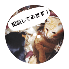 [LINEスタンプ] とらまろ♥スタンプpart2(敬語編)