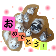 [LINEスタンプ] chihuahua8 fetchpriority=high