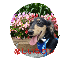 [LINEスタンプ] Happy dachs 