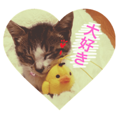 [LINEスタンプ] ねこちゃんだらけ♡