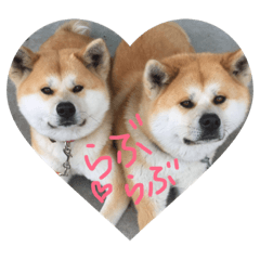 [LINEスタンプ] 秋田犬 ポチ＆ハチ