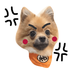 [LINEスタンプ] bonbon dog